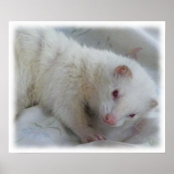 Albino Ferret Picture Poster by Visages at Zazzle