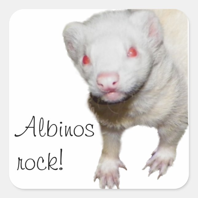 Albino Ferret Picture Square Sticker (Front)