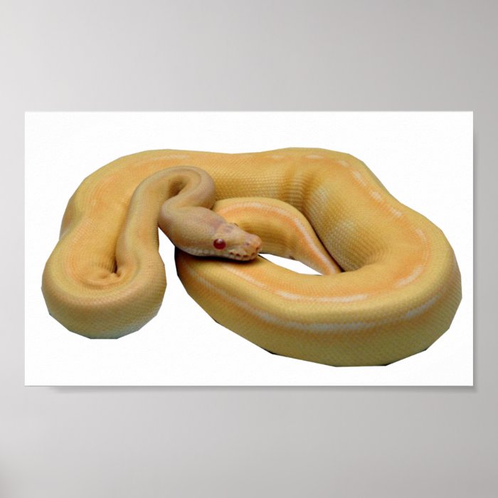 Albino Genetic Stripe Pastel Posters