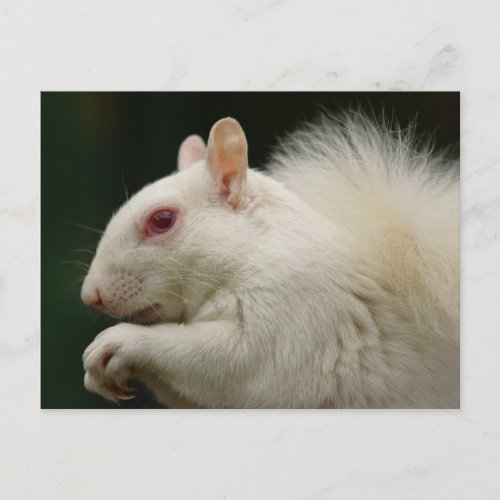 Albino Grey Squirrel Postcard