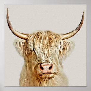 Albino Highland Cow Poster