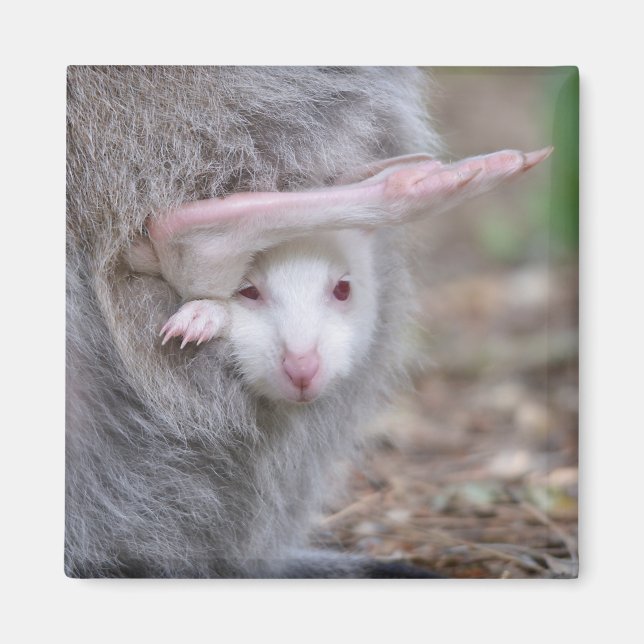 Albino joey in the pocket magnet (Front)