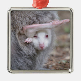 Albino joey in the pocket metal ornament