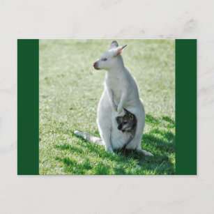 Albino kangaroo and its little postcard