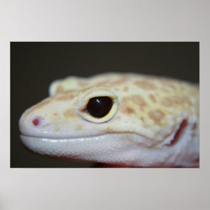Albino Leopard Gecko Close Up  Poster