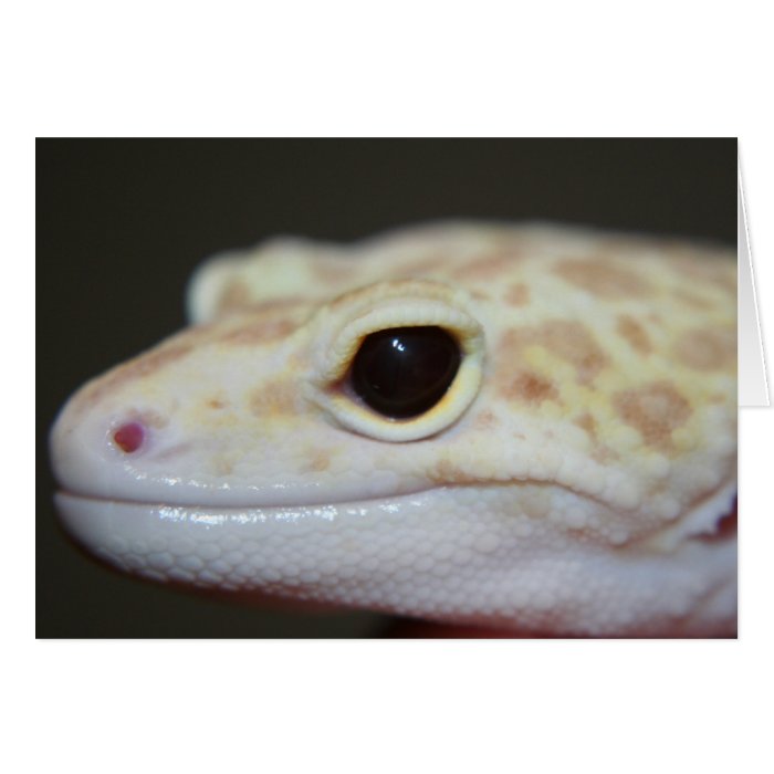 Albino Leopard Gecko Greeting Card