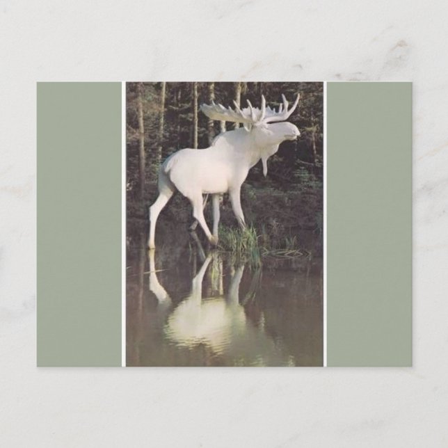 Albino Moose Postcard (Front)