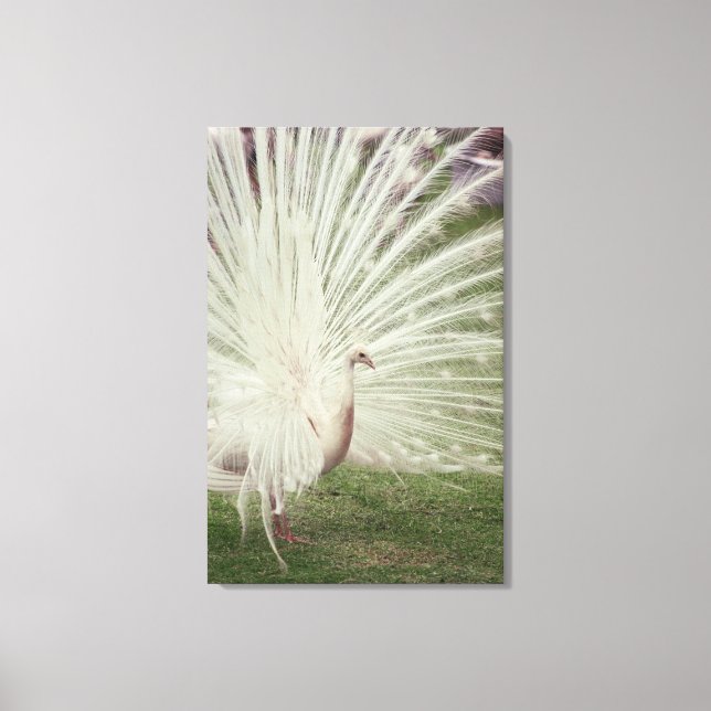 Albino peacock canvas print (Front)
