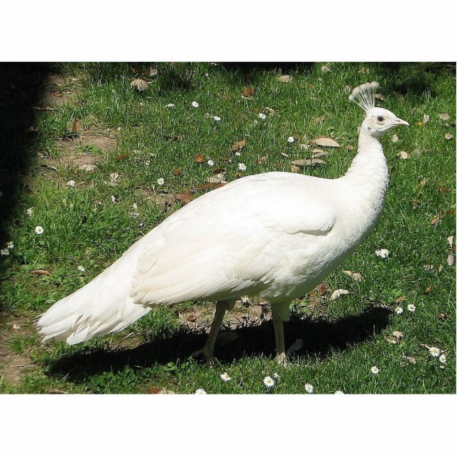 Albino Peacock, Castello di Querceto, Italy Cutout (Front)