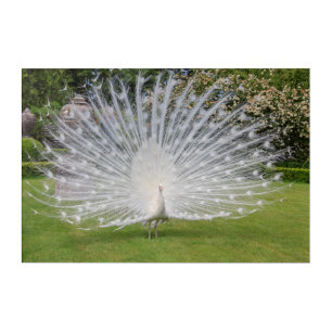 Albino Peacock Displays Feathers Acrylic Print