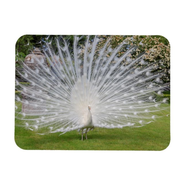 Albino Peacock Displays Feathers Magnet (Horizontal)