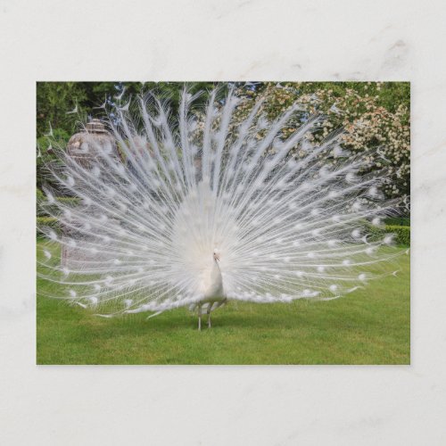 Albino Peacock Displays Feathers Postcard