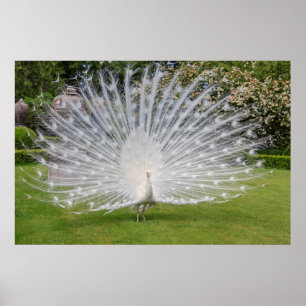 Albino Peacock Displays Feathers Poster