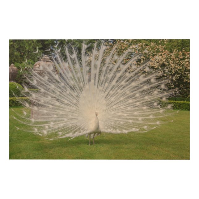 Albino Peacock Displays Feathers Wood Wall Decor (Front)