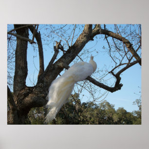 Albino Peacock in a Tree Poster