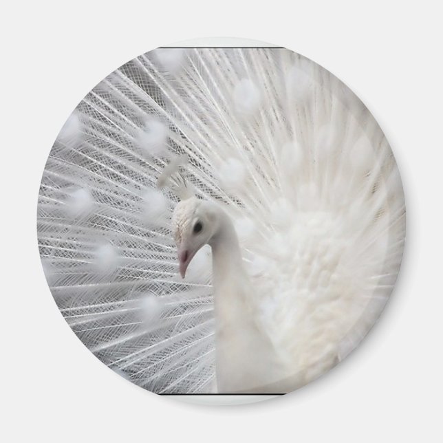 Albino Peacock Magnet (Front)