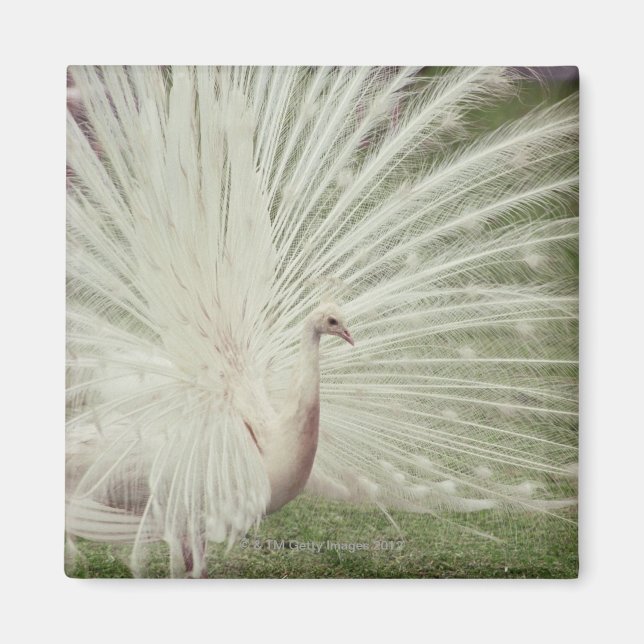 Albino peacock magnet (Front)
