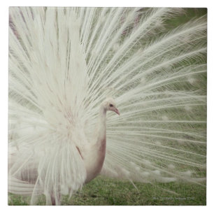 Albino peacock tile