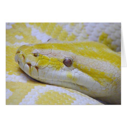 Albino python cards (Front Horizontal)