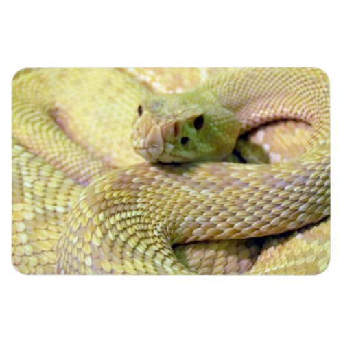 Albino Rattle Snake Flexible Magnet