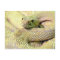 Albino Rattlesnake Post Card
