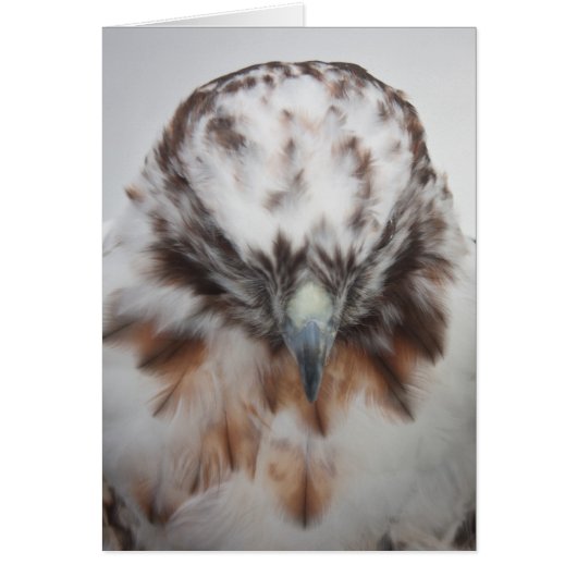Albino Red-tailed Hawk Cards (Front)