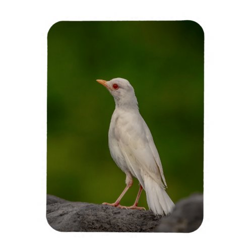 Albino Robin in Crown Point Magnet