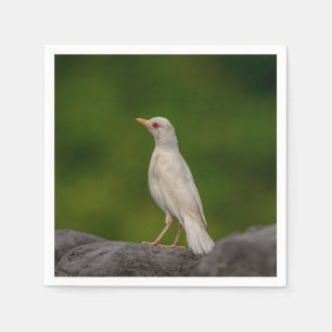 Albino Robin in Crown Point Paper Napkins