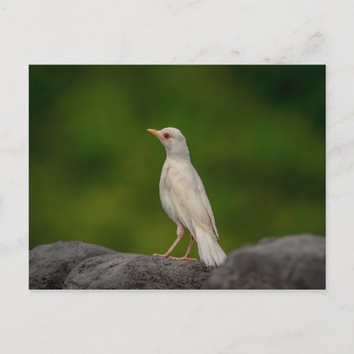 Albino Robin in Crown Point Postcard