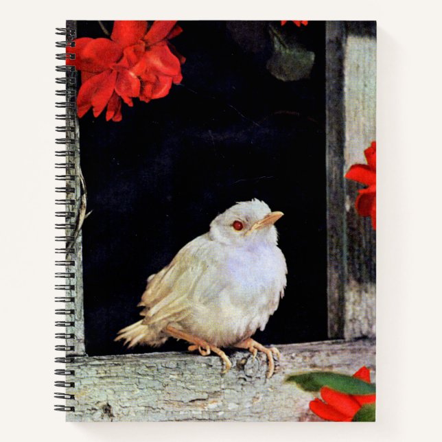 albino robin print notebook (Front)