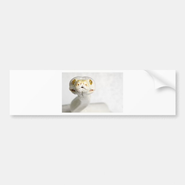 ALBINO SNAKE BUMPER STICKER (Front)