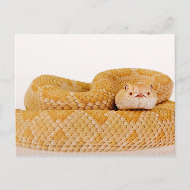 Albino Western diamondback rattlesnake (Crotalus A Postcard (Front)