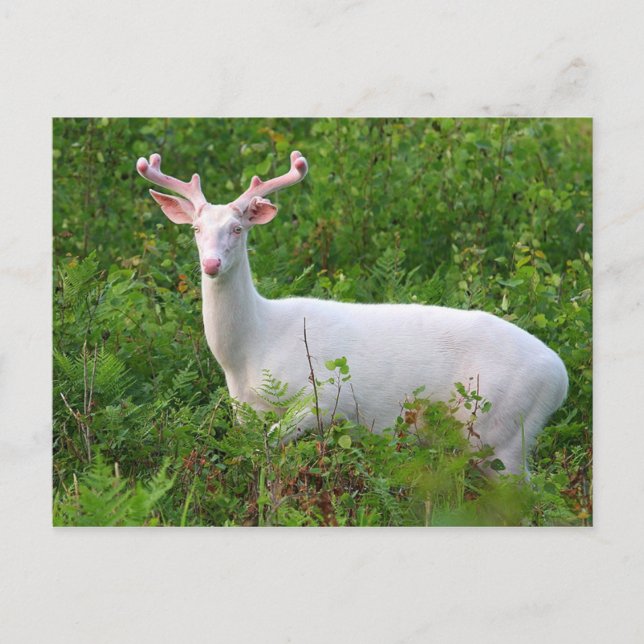 Albino Whitetail Deer Postcard (Front)