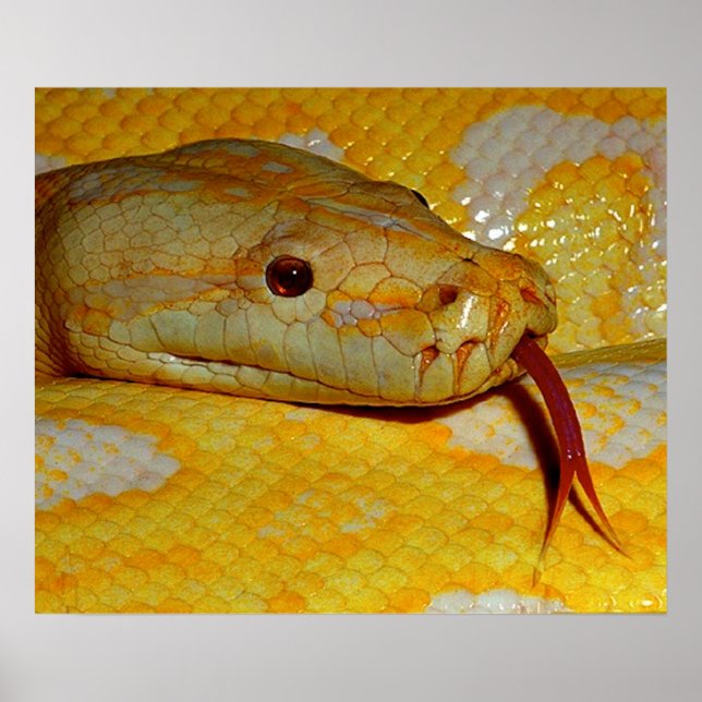 Alboino Burmese Python Snake Poster (Front)