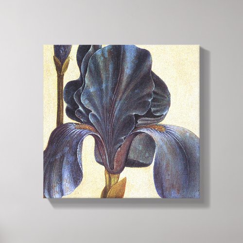 Albrecht Durer Flowers _ Iris Detail Painting Canvas Print