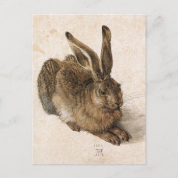 Albrecht Dürer - Junger Hase (young Hare)  1502 Postcard by wesleyowns at Zazzle