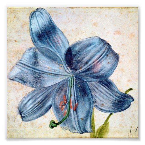 Albrecht Durer _ Study Of A Lily Photo Print