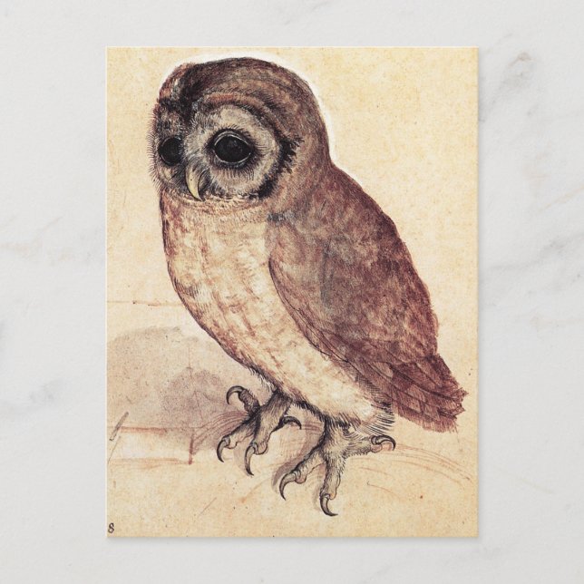 Albrecht Durer The Little Owl Postcard (Front)