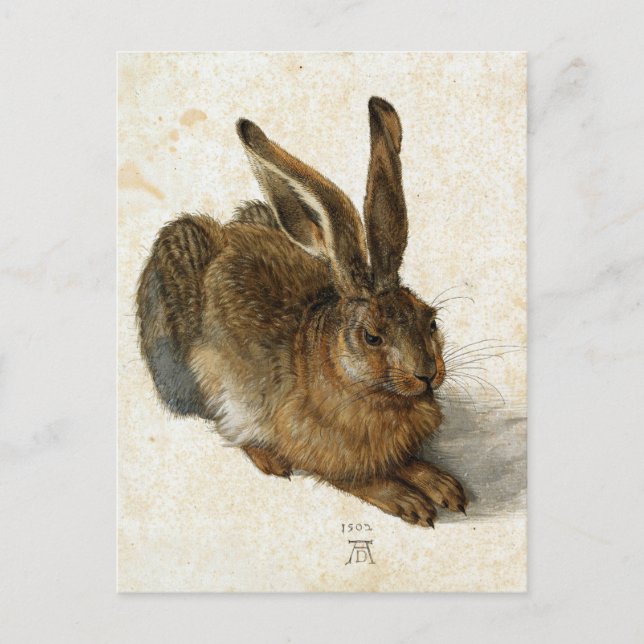 ALBRECHT DÜRER - Young hare 1502 Postcard (Front)