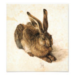 Albrecht Durer Young Hare Photo Print at Zazzle