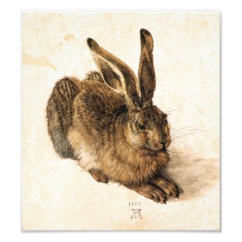 Albrecht Durer Young Hare Photo Print by VintageSpot at Zazzle