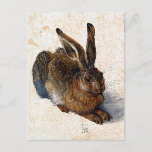 Albrecht Drer Young Hare Postcard