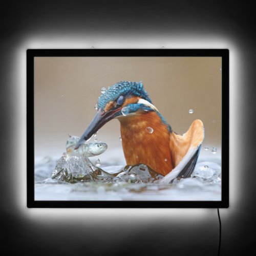 Alcedo Atthis Kingfisher hunting water Luca Casale LED Sign