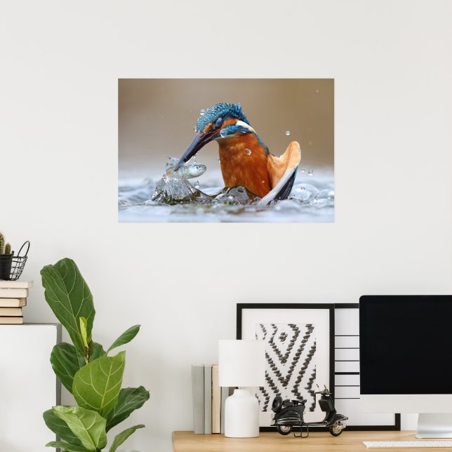 Alcedo Atthis Kingfisher hunting water Luca Casale Poster (Home Office)