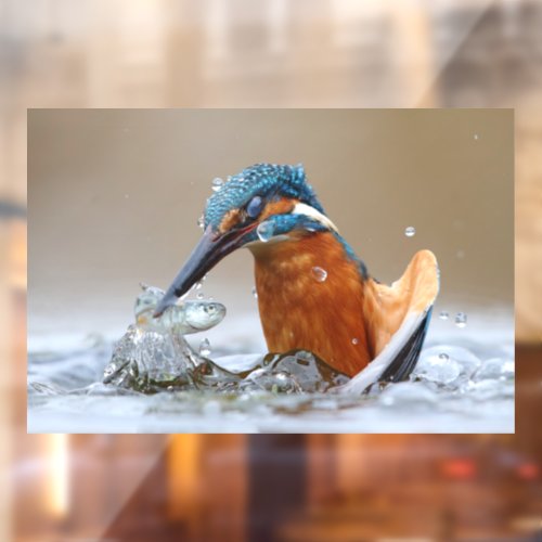 Alcedo Atthis Kingfisher hunting water Luca Casale Window Cling