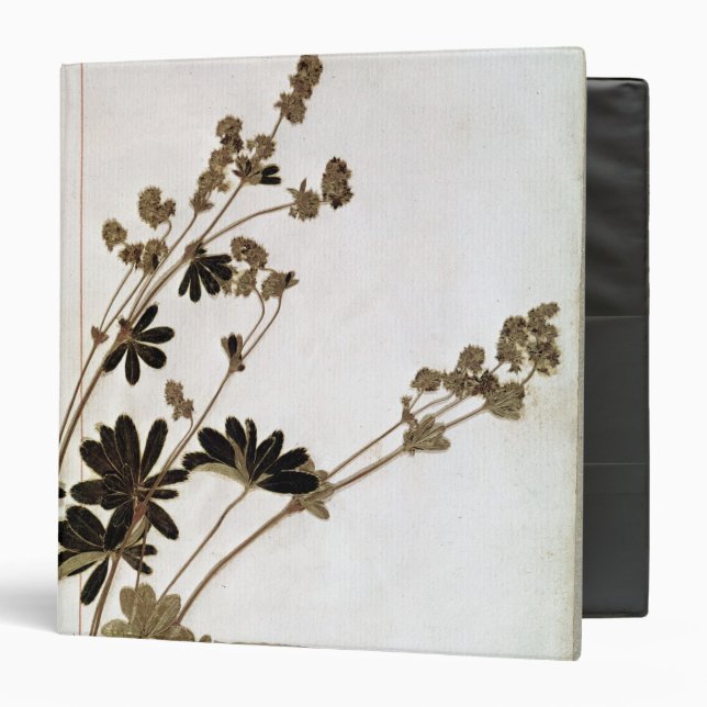 Alchemilla, from a Herbarium 3 Ring Binder (Front/Inside)