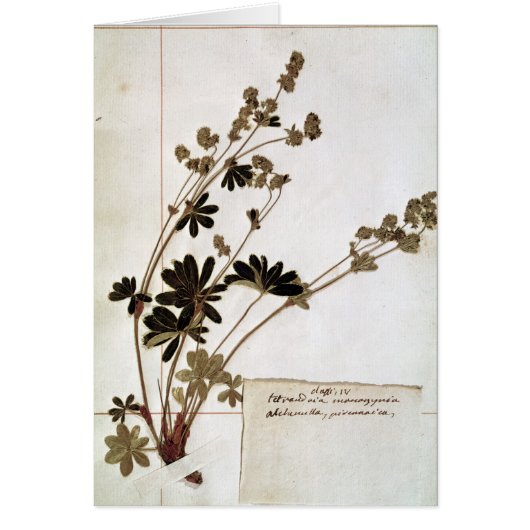 Alchemilla, from a Herbarium Cards (Front)