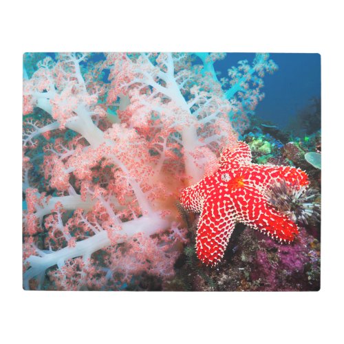 Alconarian Coral Starfish Metal Print