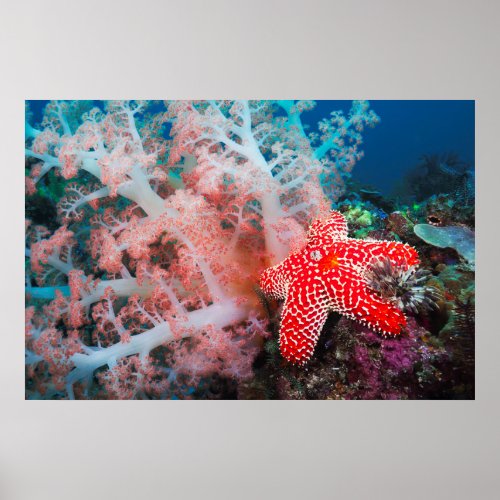 Alconarian Coral Starfish Poster