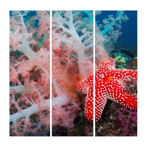 Alconarian Coral Starfish Triptych